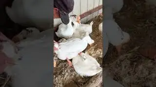 Daily egg collection from geese