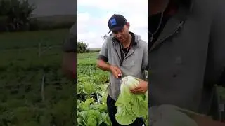Colhendo Acelga