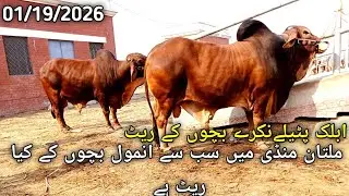 ابلک پٹیلےنکرے بچے کو ریٹ اسمان کو چھونے لگاۓ #bull #viral #mundy #foryou #punjabimundapunjabi1122 