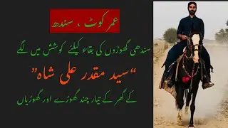 Home bred Sindhi Horses of &ldquo;Syed Muqadar Ali Shah&rdquo; from Umerkot, Sindh (Oriental Horses of Pakistan)