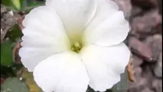 White Primula | Beautiful White Color Folwer Pictures