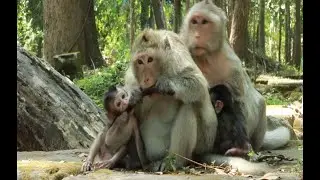 Monkey Elsa and Monkey Scarlet Monkey Combine  Together Siting,Feb25,2022 /U-Share Mk93