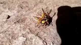 Оса Vespula напала на самца полистов Polistes!