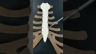 Sternum (Anatomical Models of the Human Skeleton)