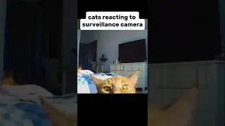 Funny reactions of cats to the surveillance camera 😹 #cats