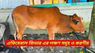 এফিমেরাল ফিভার এর লক্ষণ সমূহ ও চিকিৎসা। 