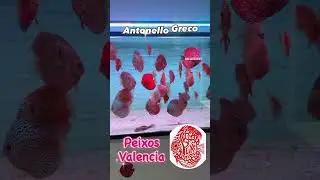 discos d&eacute; antonello greco en peixos valencia #speedsong #song #dance #music #spedup #fish #trending