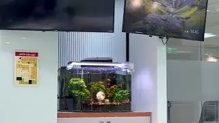Fish tank sloshes as magnitude 6.8 earthquake hits Taiwan