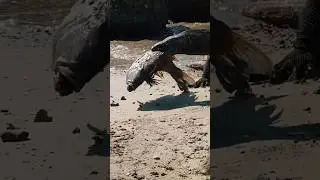 Komodo catches live fish
