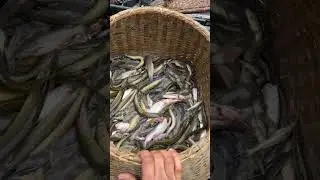 Live river fishing |bangladesh #bangladesh #fishing #riverfishing #bengali #villagelife #banglavlog