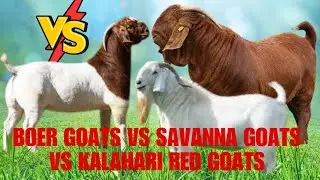 Boer Goats vs Savanna Goats vs Kalahari Red Goats  Key Differences and Advantages