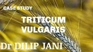 TRITICUM  VULGARIS -  Dr DILIP JANI @hsh_homeopathy