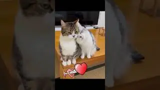 Loyalty Cats Forever.