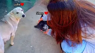 Village dogs are very cute but some are dangerous 😅🏡 || Ritika vlogs #vlog115