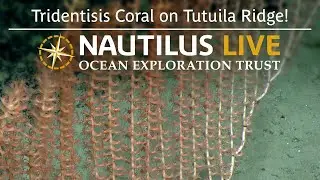 Недавно описанный коралл Tridentisis обнаружен на хребте Тутуила | Nautilus Live