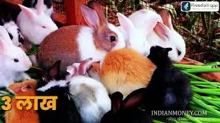 Rabbit Farming Course Trailer in Hindi | ffreedom app