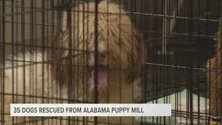 OODLES OF DOODLES | Harbor Humane takes in 35 dogs from Alabama puppy mill