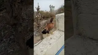 Aseel Bird Power & Beauty | Pure Aseel Chicken Showcase 🐓🔥