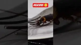 Тараканы пробуют пищу на вкус лапками! #наука #борьбасвредителями