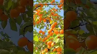 Apricot (Khubani) apricots