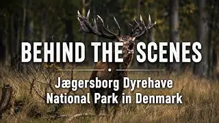 BEHIND THE SCENES - J&aelig;gersborg Dyrehave National Park in Denmark