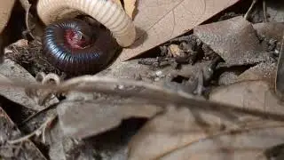 narceus Americanus - American Giant Millipede molting shedding