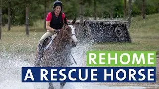 Rehome a rescue horse from World Horse Welfare