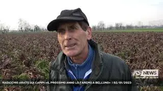 RADICCHIO ARATO SUI CAMPI:«IL PROSSIMO ANNO LO FAREMO A BELLUNO»  | 02/01/2023