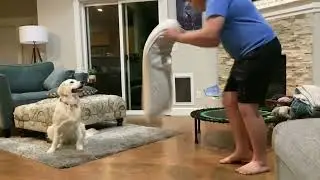 Dog humps pillow