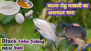 काला रोहू पकरने केलिए आसान चारा||Black rohu fishing bait||Black rohu pakadne ke liye ek hi bait 😂💯😱