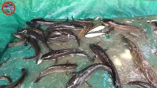 Pumped the water out and catch some big snakehead fish @trfishingtech
