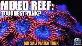 MIXED REEF Tanks - Toughest Type of Tank to Keep? - Mark Callahan - Mr. Saltwater Tank