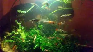 Lime Green Endler & Wild Guppy Hybrid Colony