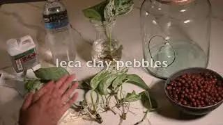 Easy DIY Plant Terrarium with Leca