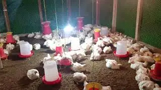 Chicks days 34    average body weight 2.5 kg 