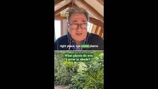 Plants that grow and thrive in the shade