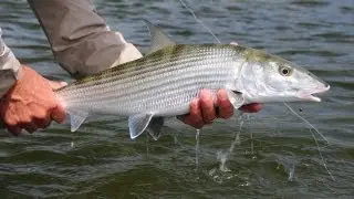 SALTWATER FISHING TIPS: Bonefish