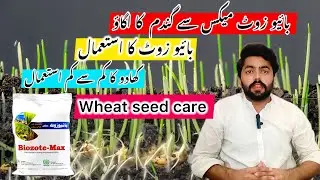 Biozote max pgpr bacteria Best seed treatment for wheat seed to germinate and grow in good environ..