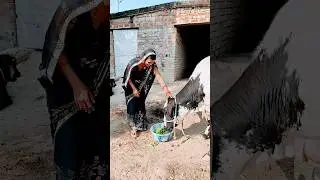 Maha is so kind hearts 🥰 #comedy #cow #viralvideo #trending #@Chhotiziya