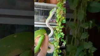 Metamora ✨ Excuse the dirt I spilled om her head 🤣 #gtp #greentreepython #biak #reptiles #snakes
