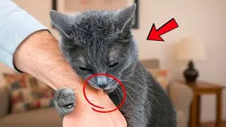 7 signes que votre chat vous consid&egrave;re comme sp&eacute;cial 😻 (Vous &ecirc;tes son humain &eacute;lu !)