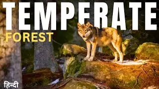 Wild Assassins: Temperate Forest | Animal planet | Wildlife documentary in Hindi
