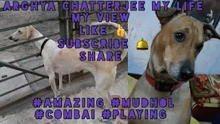 Indian hound dog playing