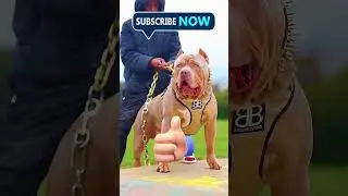 Lion vs Pitbull dog fight 😱💀💀.#lion #pitbull #fight #shorts #pitbullvs