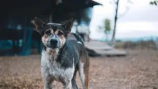 Test Zhiyun Crane V2 | Sony A6300 [Kit Lens 16-50mm & Sigma 30mm F1.4]