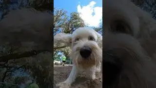 🐾 Paradise Dog Park The Villages Florida #shorts  #thevillages