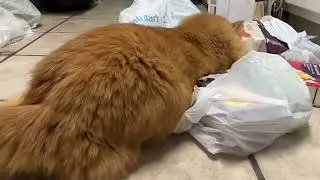 Thomas Gravy helping with groceries