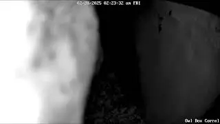 Interesting Bonding Dynamic With the Barn Owls. Owl Box C - 2/28/25 - 2:19 am