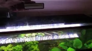 New Fluval LED Lighting & Current USA Ramp Timer