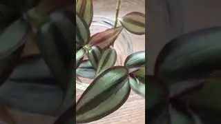 Bouture tradescantia mis&egrave;re zebrina